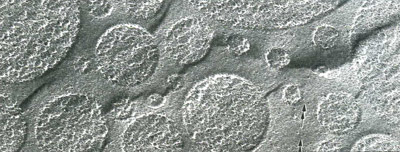 Сырье для космецевтики Низафтэм:Электронно-микроскопическая фотография методом замораживания-скалывания